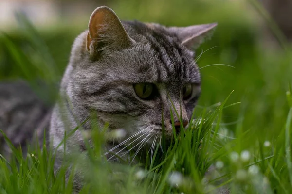 Closeup Shot Striped Cat Green Eyes Lying Grassland Looking Side — Stock Photo, Image