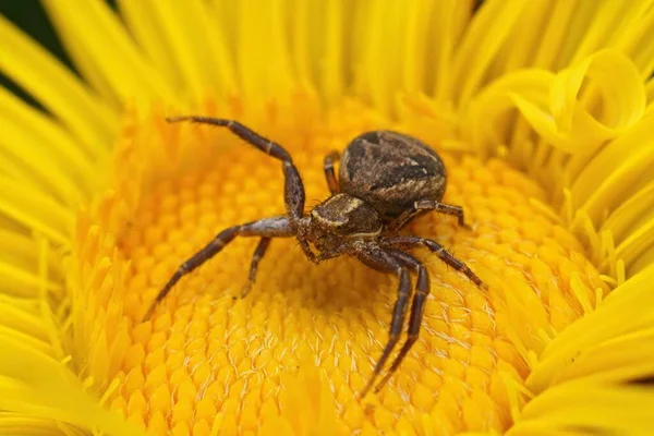 Detailed closed up on a small brown crab spider, Xysticus sitting in a yellow Elecampane flower, Inula officinalis, in the garden