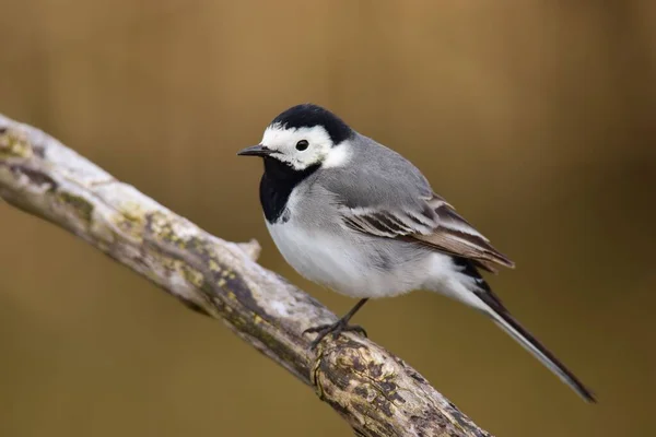 Вибірковий Фокус Стрічці Білої Волинки Motacilla Alba Гілці — стокове фото