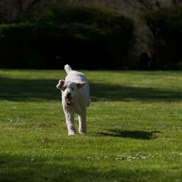 Poodle Real Caminhando Jardim Verde Primavera — Fotografia de Stock