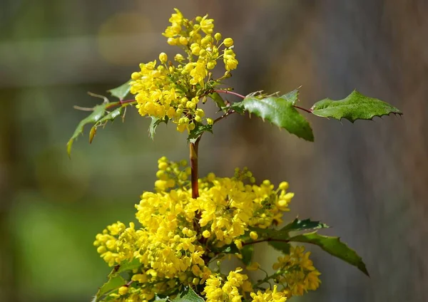 Shallow Focus Shot Holly Leaved Barberry Plant Blurred Background — Stock Photo, Image