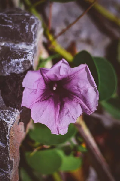 Primer Plano Una Hermosa Flor Púrpura Cerca Las Piedras — Foto de Stock