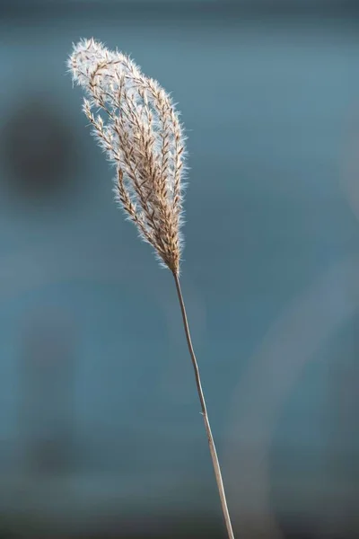 Eine Vertikale Aufnahme Einer Gefrorenen Pflanze Winter — Stockfoto