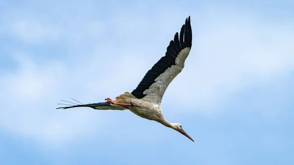 Gros Plan Une Grue Volant Dans Ciel — Photo