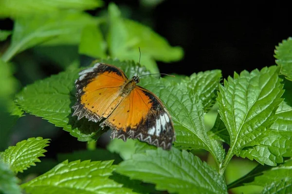 Метелик Будинку Метеликів Сертому Сью Фолс — стокове фото