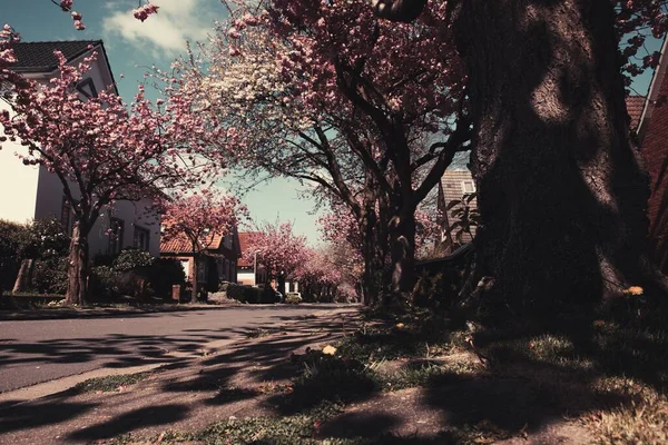 Una Hermosa Vista Flores Cerezo Junto Casas Largo Una Calle — Foto de Stock