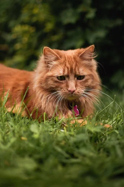 Cute Ginger Kitten Sitting Grass Traditional English Summer Garden Looking — Stock Photo, Image