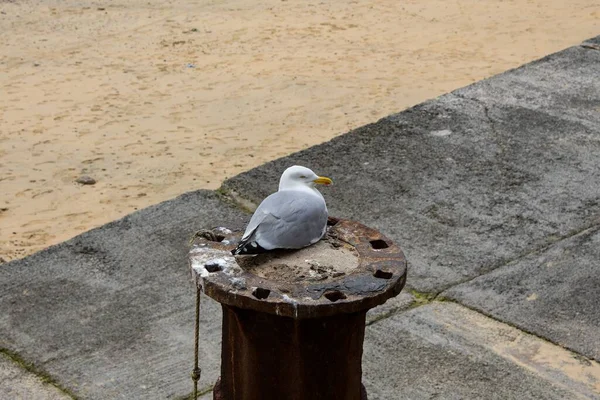 Möwe Saß Auf Einer Anklagebank Auf Einem Anker Den Boote — Stockfoto