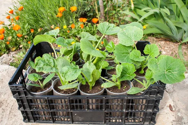Eine Nahaufnahme Von Mehreren Zucchini Sämlingen Die Einem Garten Wachsen — Stockfoto