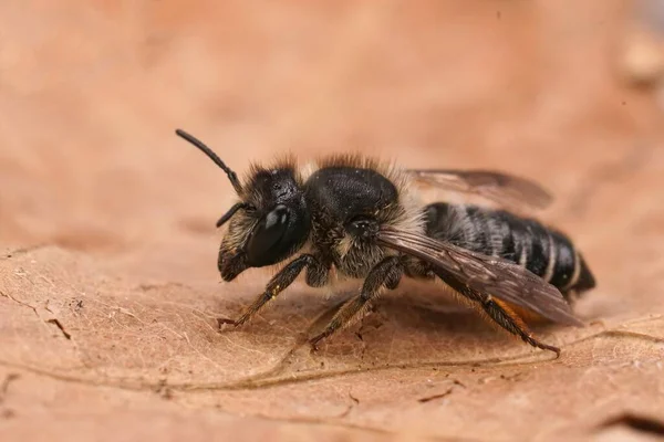 Gros Plan Détaillé Sur Une Abeille Femelle Coupeuse Feuilles Willowherb — Photo