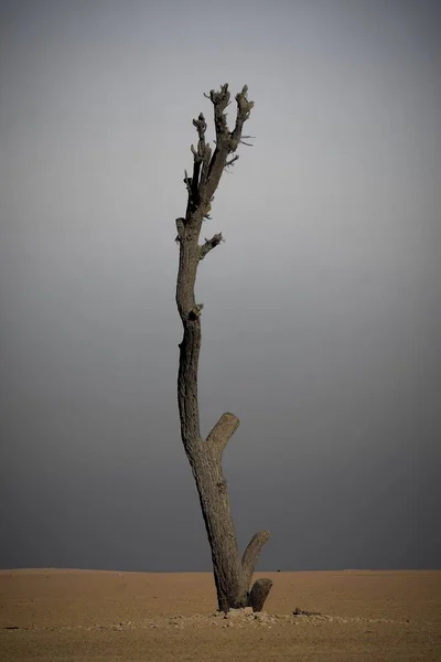 Ένα Γυμνό Δέντρο Μια Άδεια Έρημο — Φωτογραφία Αρχείου