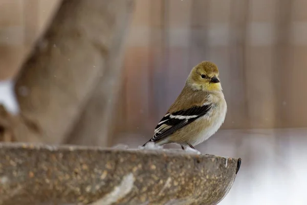 Uma Vista Panorâmica Goldfinch Americano Empoleirado Uma Fonte Fundo Borrado — Fotografia de Stock