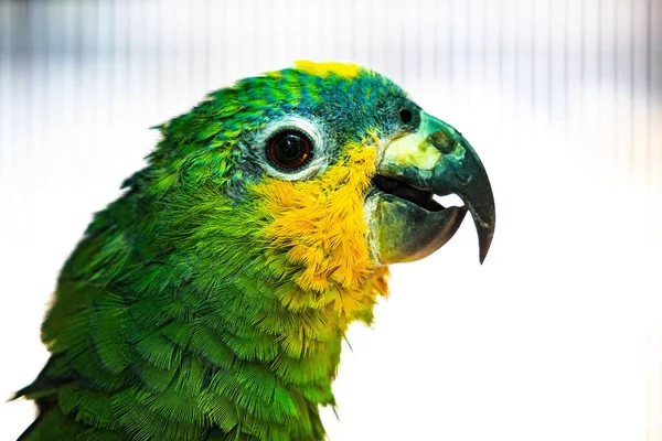 Közelkép Egy Élénk Zöld Sárga Papagájfejről — Stock Fotó