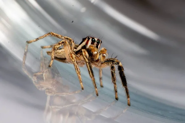 Nahaufnahme Einer Springenden Spinne Einer Pantropischen Springenden Spinne Plexippus Paykulli — Stockfoto