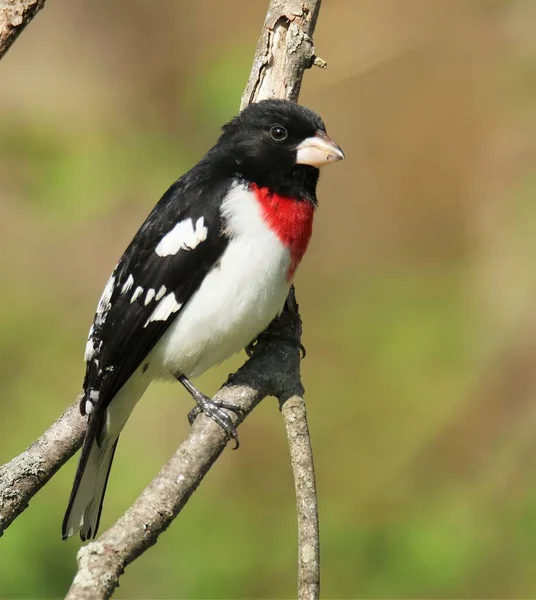 Ένα Rose Breasted Grosbeak Pheucticus Ludovicianus Θολή Φόντο — Φωτογραφία Αρχείου