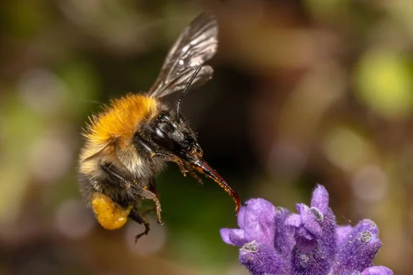 Gros Plan Bombus Pascuorum Abeille Chardeuse Commune Survolant Lavande — Photo