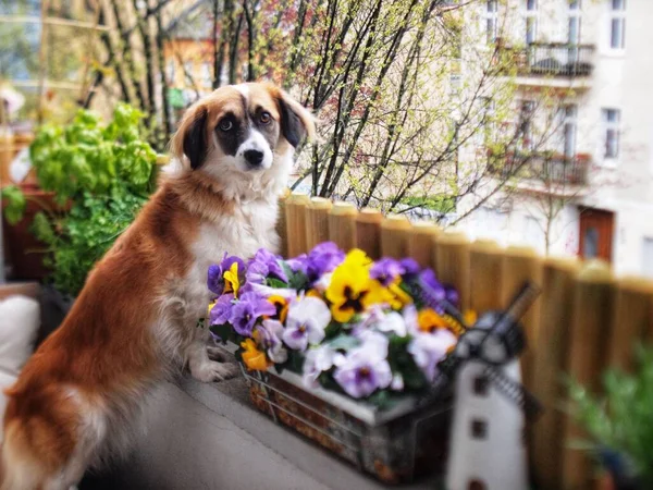 Selektywny Pies Balkonie Pobliżu Doniczek — Zdjęcie stockowe