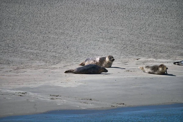 Eine Gruppe Robben Liegt Einem Sandstrand — Stockfoto