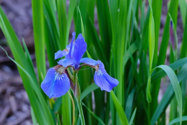 Eine Nahaufnahme Einer Irisblume Auf Verschwommenem Hintergrund — Stockfoto