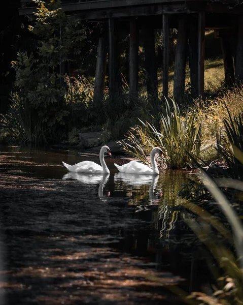 Plan Vertical Couple Cygnes Nageant Dans Étang — Photo