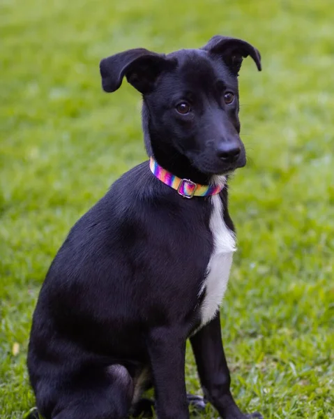 フィールド上のカラフルな襟を持つ愛らしい黒い犬の垂直ショット — ストック写真