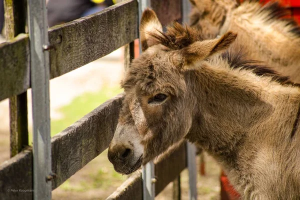 Close Burro Bonito Zoológico — Fotografia de Stock