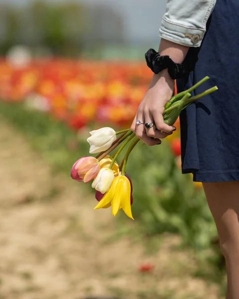 Krásný Záběr Některých Barevných Květin Dívčí Ruce — Stock fotografie