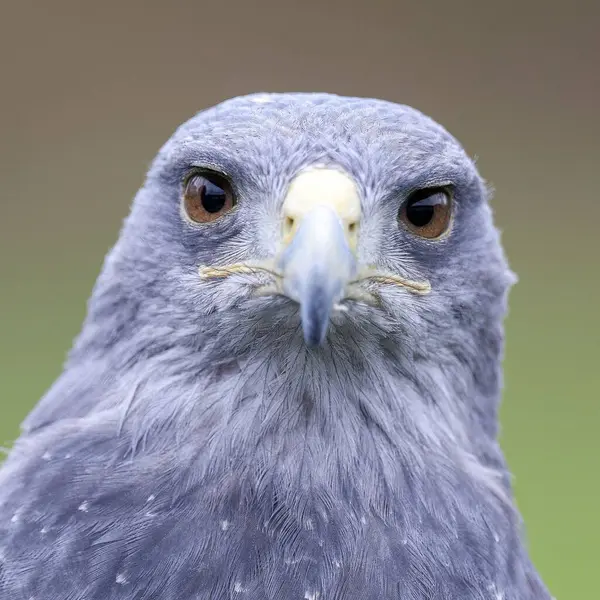커다란 눈으로 카메라를 응시하는 아름다운 가슴의 독수리의 클로즈업 — 스톡 사진