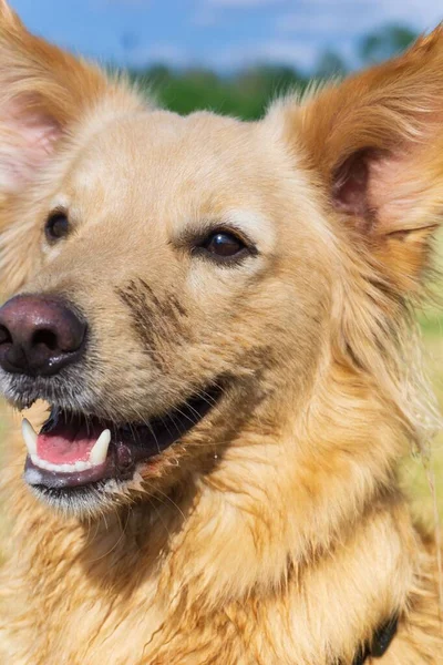 Vertical Closeup Shot Happy Hazer Fuchs Dog — Stock Photo, Image