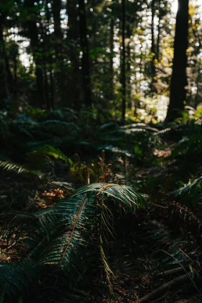 Ormandaki Eğreltiotu Yapraklarının Dikey Yakın Çekimi — Stok fotoğraf
