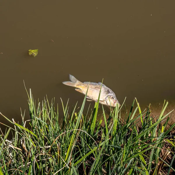 Крестоносная Рыба Карп Коричневой Озерной Воде Растениях — стоковое фото