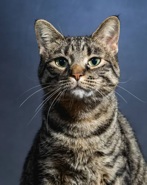 Nyfiken Katt Studio Pet Porträtt — Stockfoto