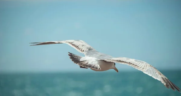 一只美丽的海鸥在黄昏的背景上迎着天空飞翔 — 图库照片