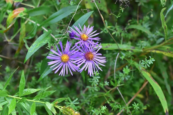 Een Close Shot Van Bloeiende Paarse Aster Bloemen — Stockfoto