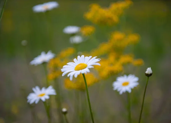 菊花和金黄色菊花在田野中开花的精选焦点照片 — 图库照片