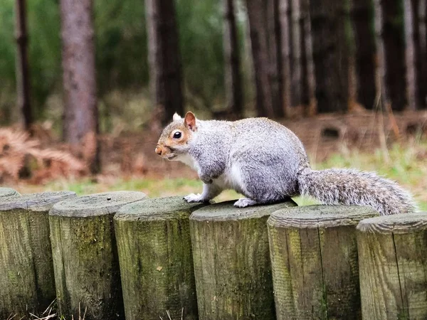 Een Close Shot Van Een Grijze Eekhoorn Het Bos — Stockfoto