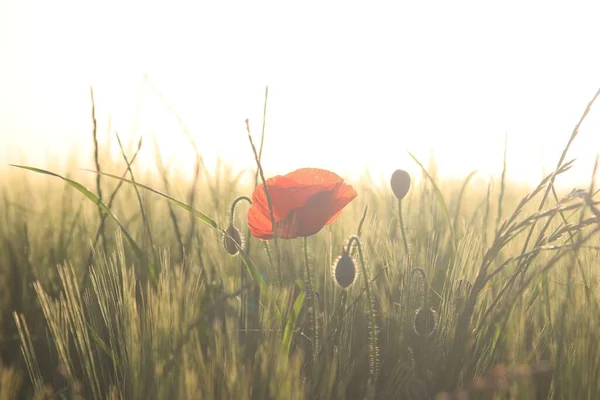 Eine Auswahl Einer Roten Mohnblume Auf Einem Feld — Stockfoto