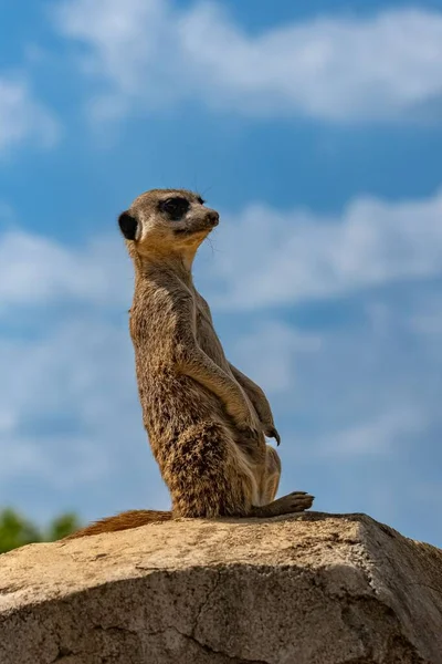 Meerkat Εξεζητημένο Αστείο Ζώο Που Παρακολουθεί Ένα Βράχο — Φωτογραφία Αρχείου