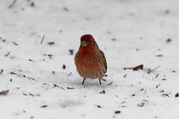 背景がぼやけて雪に覆われた地面に赤い家のフィンチのクローズアップショット — ストック写真