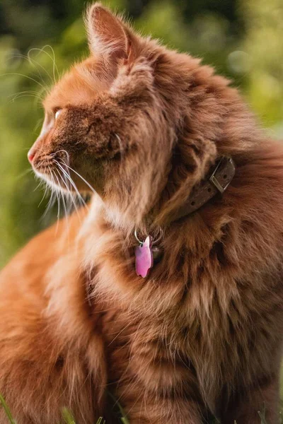 Gatinho Gengibre Bonito Sentado Grama Jardim Verão Inglês Tradicional Olhando — Fotografia de Stock