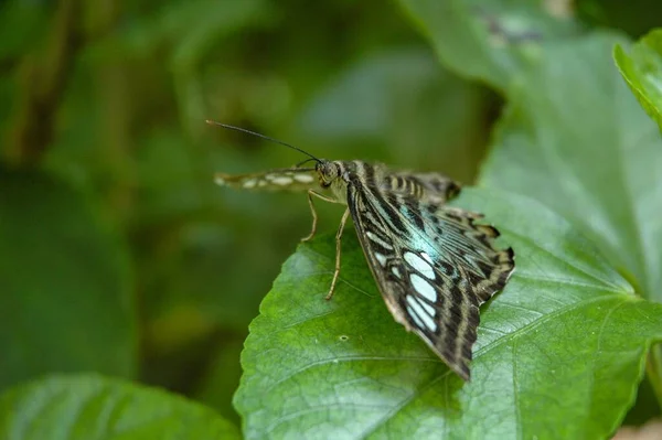 Fjäril Vid Sertoma Butterfly House Sioux Falls — Stockfoto