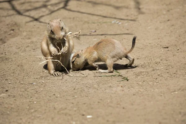 Deux Chiens Prairie Mignons Moelleux Jouant Ensemble Dans Zoo Par — Photo