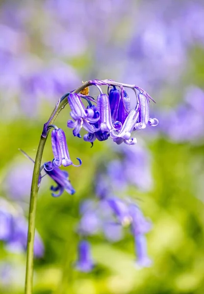 背景模糊的英国春天蓝铃花的特写 — 图库照片