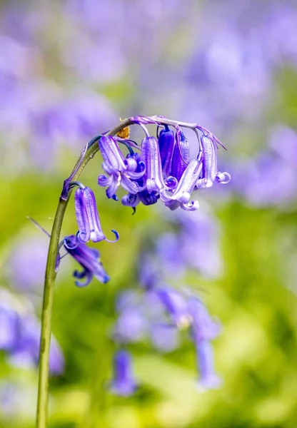 Primo Piano Campanule Inglesi Primaverili Con Sfondo Sfocato — Foto Stock