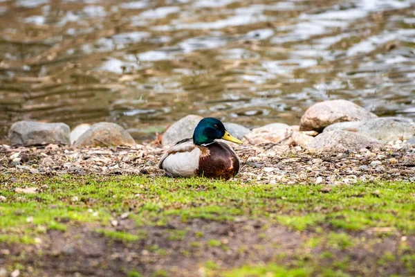 一只雄性野鸭的特写镜头 它坐在池塘边的地上 — 图库照片