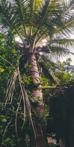 Ein Flacher Panoramablick Auf Grüne Kokosnussbäume — Stockfoto
