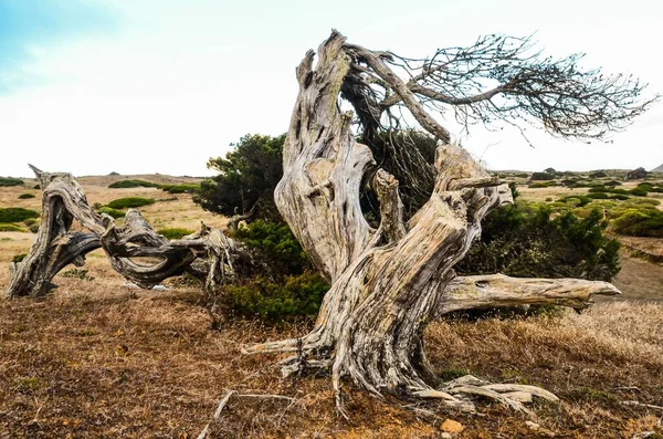 Árvore Zimbro Forma Vento Sabinar Ilha Hierro — Fotografia de Stock
