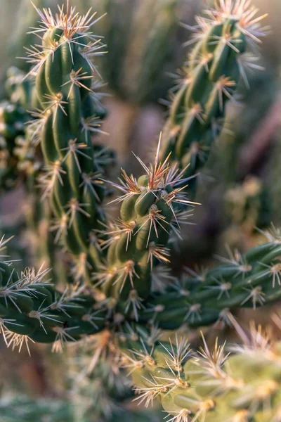 Kaktusz Sandia Hegység Lábánál Elena Gallegos Open Space Albuquerque Mexikó — Stock Fotó