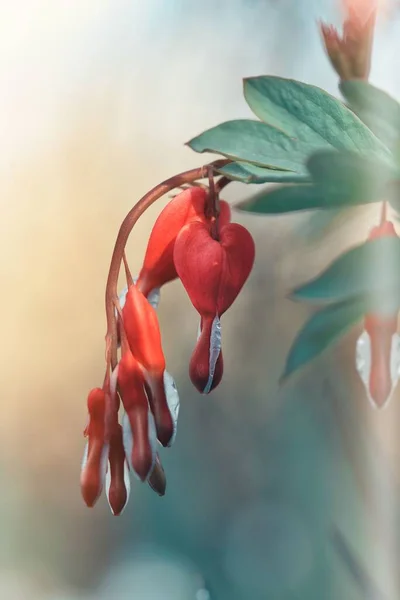 Vertikální Záběr Červených Lamprocapnos Květin — Stock fotografie