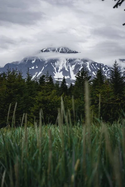 Uitzicht Bomen Besneeuwde Bergen Alaska — Stockfoto